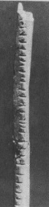 The Lebombo bone